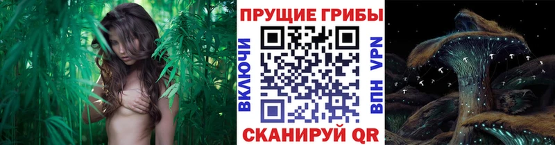 Галлюциногенные грибы Cubensis  Купить  Тулун 